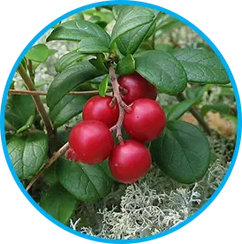 Arctic Lingonberry